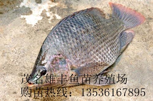 供應(yīng)岑溪良種羅非魚苗新吉富羅非魚苗