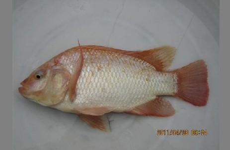 供應廣西優(yōu)質紅羅非魚苗