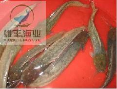 恩平優(yōu)質(zhì)本地塘虱魚苗圖片