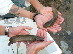 羅定良種本地塘虱魚苗圖片