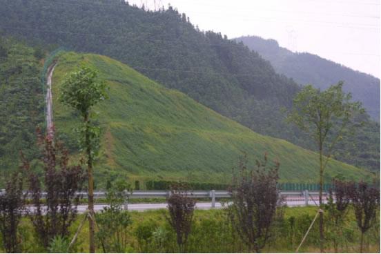 供应边坡绿化工程草种草籽高速公路护坡草种铁路护坡草种河道护堤草种边坡