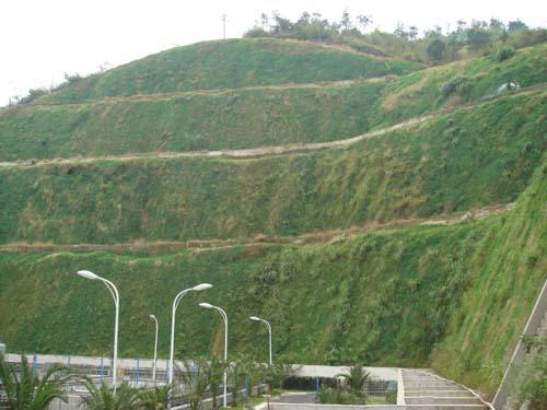 供应公路铁路高速路护坡草种