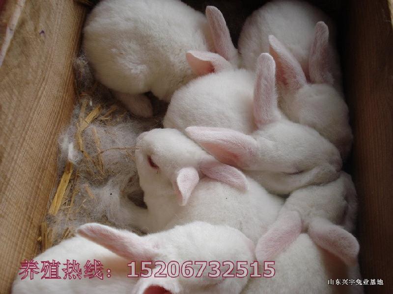 供應養(yǎng)殖獺兔賺錢嗎 養(yǎng)獺兔賺錢嗎  獺兔賺錢嗎 養(yǎng)兔能賺錢嗎