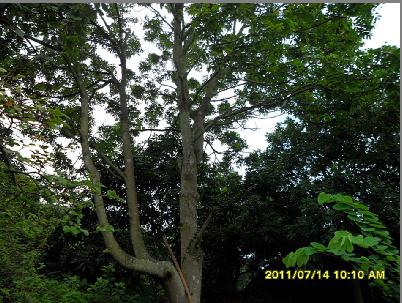 供應(yīng)福建茶價(jià)格