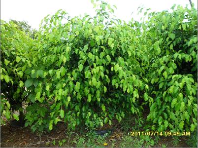 供應(yīng)垂葉榕價格