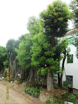 藤本植物最大批发商图片