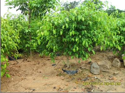 供應(yīng)垂葉榕價格