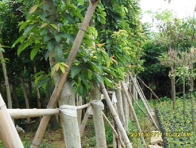 供應(yīng)非洲茉莉批發(fā)