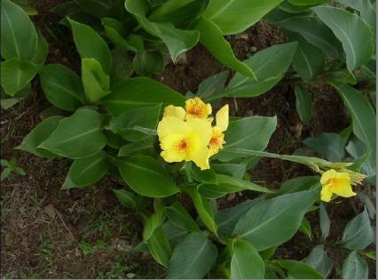 供應(yīng)美國垂葉榕批發(fā)