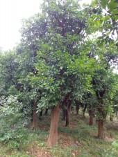 供應(yīng)香泡樹1香泡樹價格供應(yīng)香泡