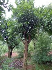 供應(yīng)香泡樹1香泡樹價格供應(yīng)香泡