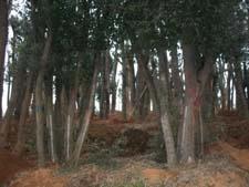 供應(yīng)移栽叢生大香樟/多桿香樟/多頭