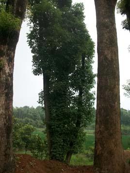 供應(yīng)移栽叢生大香樟/多桿香樟/多頭