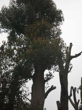 全冠香樟圖片/全冠香樟樣板圖 (3)