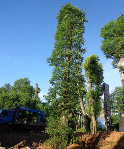 供应香樟树/香泡树/香樟/香泡/茗园花木图片