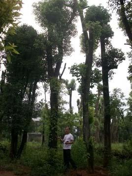 供應(yīng)大骨架移栽香樟