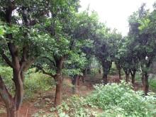 供應(yīng)香泡樹1香泡樹價格供應(yīng)香泡