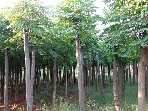 供应栾树截杆栾树益阳茗园花木基地图片