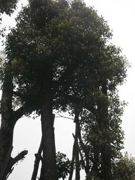 全冠香樟圖片/全冠香樟樣板圖 (2)