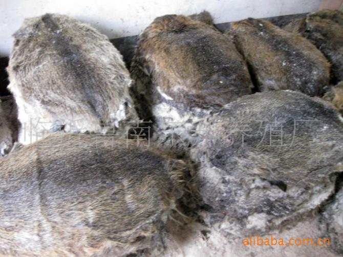 供應(yīng)出售大量*皮