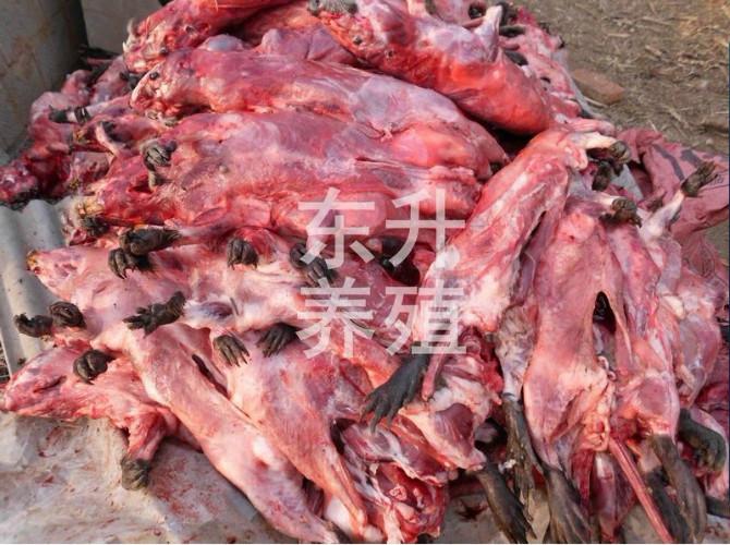 海貍鼠海貍鼠肉圖片