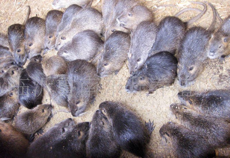 供應(yīng)出售大量*皮