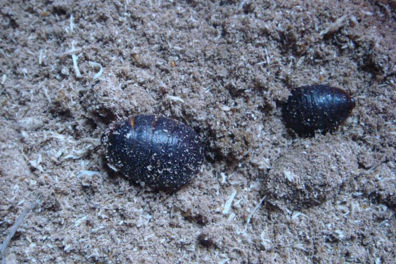 供應邯鄲土元養(yǎng)殖技術的重要性