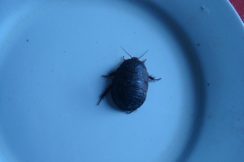 供應(yīng)邯鄲土元飼養(yǎng)土的配置方法