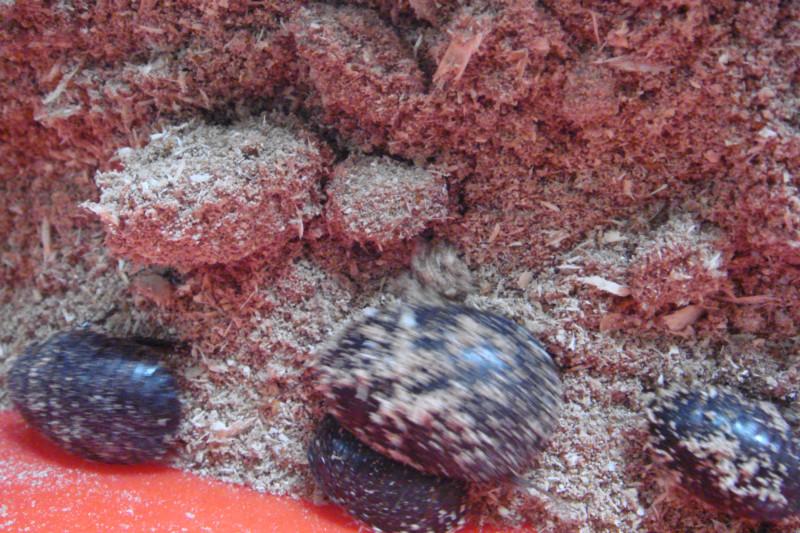 供應邯鄲土元養(yǎng)殖的基本管理方法