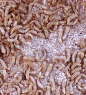 供應(yīng)山東*黃粉蟲養(yǎng)殖的場地要求