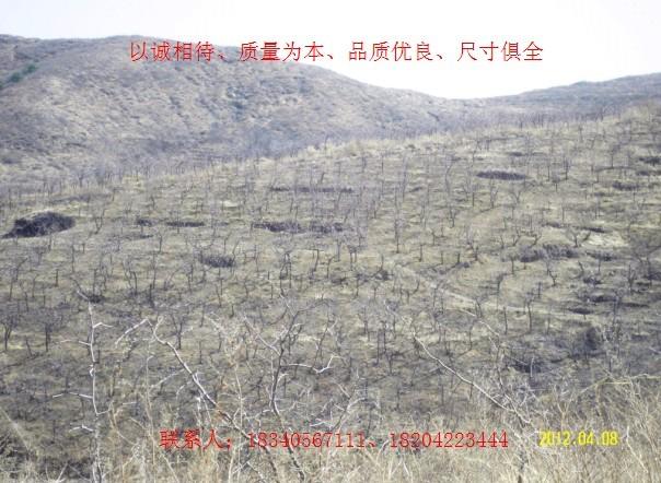 朝阳市刺槐树山楂树枣树杏树苹果安果梨苗厂家