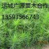 供应绿化苗木出售白皮松小苗常年出售