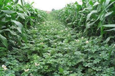 供應(yīng)大西洋馬鈴薯種子，脫毒土豆種，土豆種子代理商