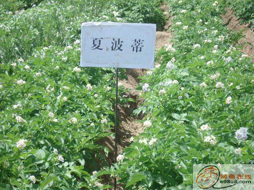 供應(yīng)夏波蒂馬鈴薯脫毒技術(shù)馬鈴薯種子批發(fā)價(jià)格土豆種植