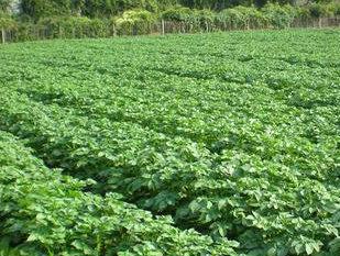 供應(yīng)大西洋馬鈴薯種子，脫毒土豆種，土豆種子代理商