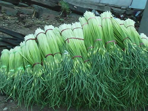 供應(yīng)金蒜1號