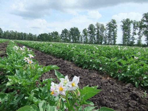 供應(yīng)大西洋馬鈴薯種子，脫毒土豆種，土豆種子代理商