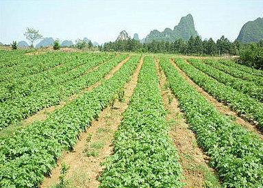 供應土豆種子荷蘭7*2014價格