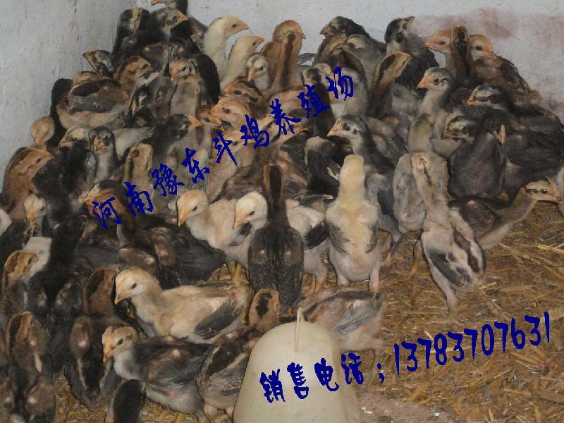 斗雞苗斗雞苗斗雞苗圖片