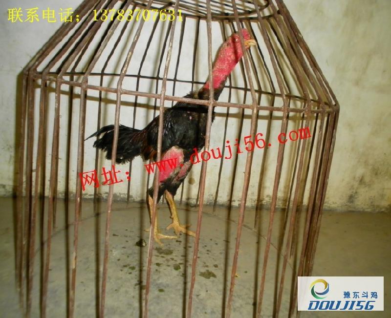 越南斗雞越南斗雞比賽越南斗雞視頻圖片