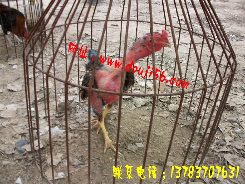 斗雞多少錢一斤斗雞市場價格斗雞苗圖片