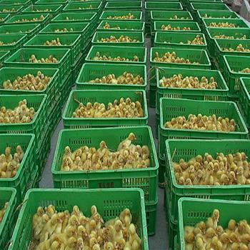 優(yōu)質(zhì)鴨苗盡在江蘇省超前孵化場(chǎng)，專(zhuān)業(yè)養(yǎng)殖，值得信賴(lài)！