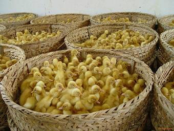 供應(yīng)今日鴨苗價(jià)格今日番鴨苗價(jià)格