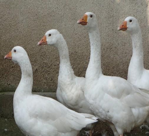 供應(yīng)蛋鵝苗*價格肉鵝苗*報(bào)價