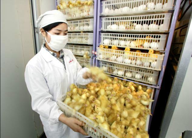 供應(yīng)鴨苗價格狄高鴨苗價格狄高雛多少錢