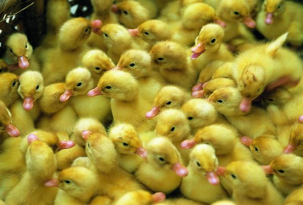 供應(yīng)今日鴨苗價格櫻桃谷雛價格櫻桃谷鴨苗價格櫻桃谷鴨苗多少錢一只