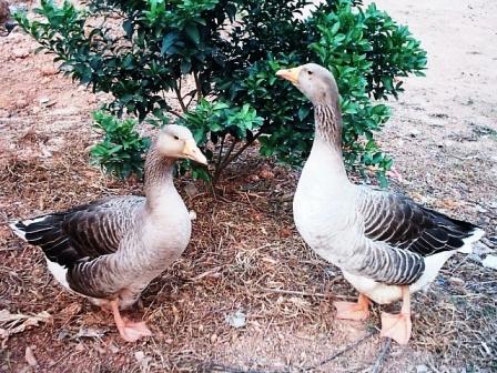 供應(yīng)今日鴨苗*動態(tài)康貝爾鴨苗價格