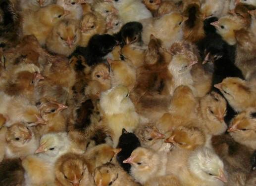 供應四川鵝苗價格四川大白鵝苗價格