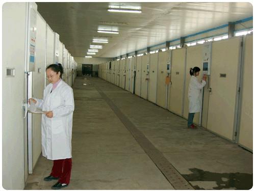 供應(yīng)今日鴨苗價(jià)格今日番鴨苗價(jià)格