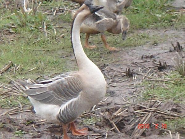 供應(yīng)鵝苗*價格揚州白鵝雛價格